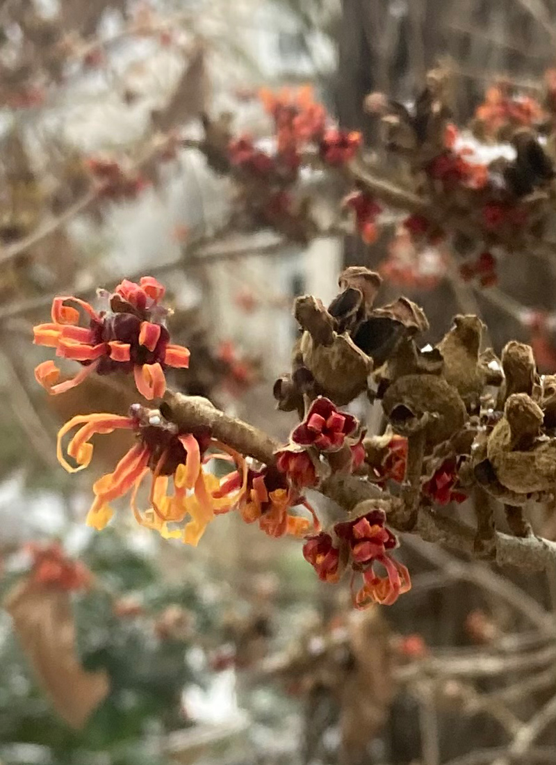 orange and red witch hazel