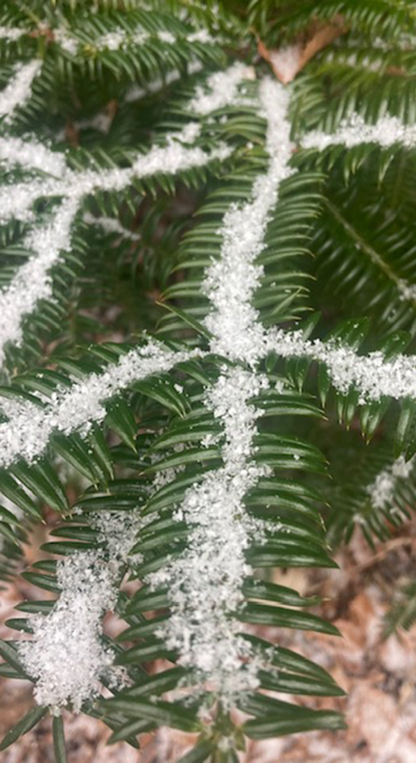 conifer branches covered in snow