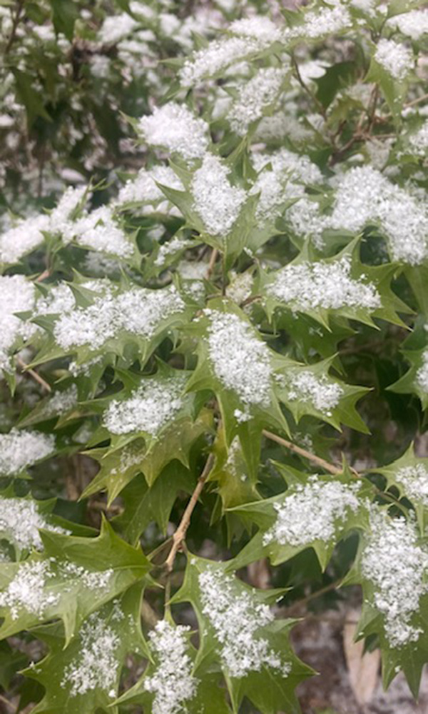 spiky foliage covered in snow
