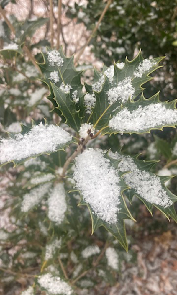 spiky leaves covered snow