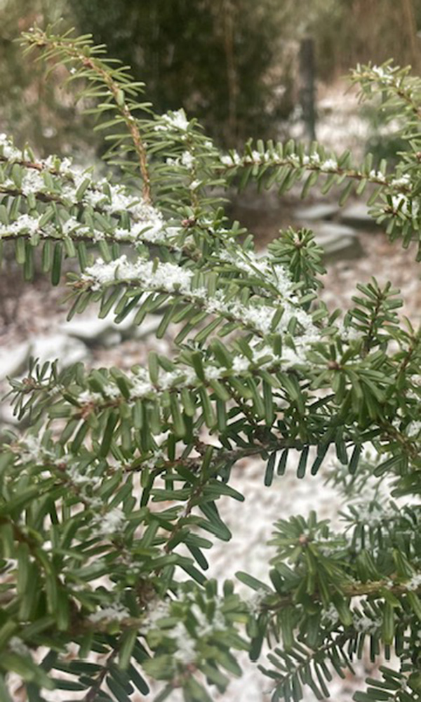conifer dusted with snow