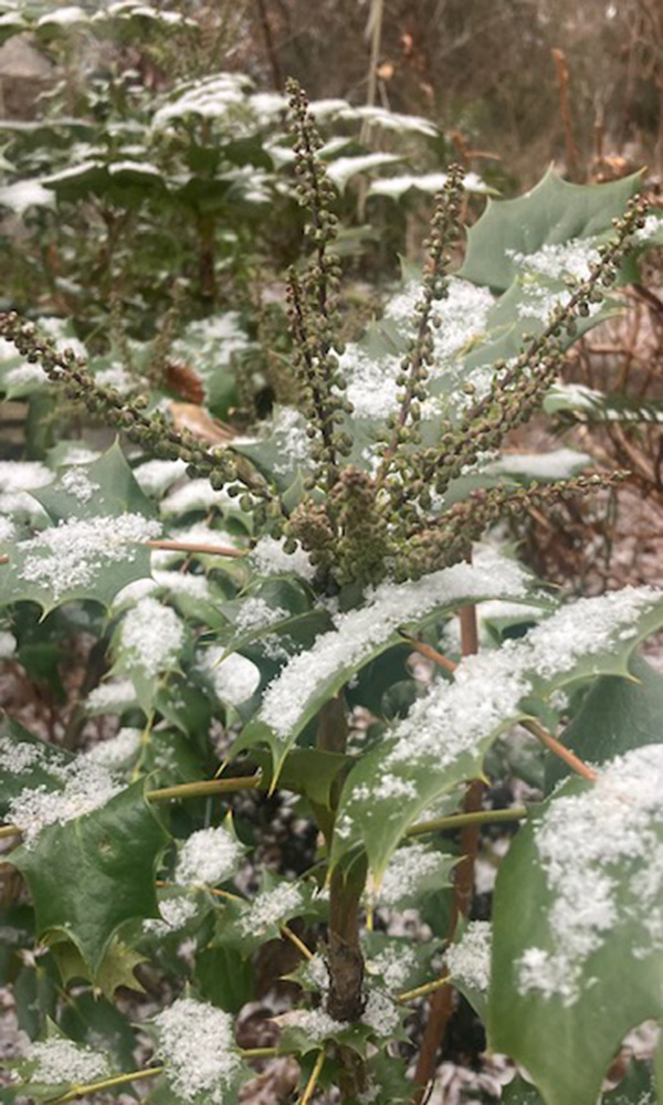 evergreen plant with seed heads covered in snow