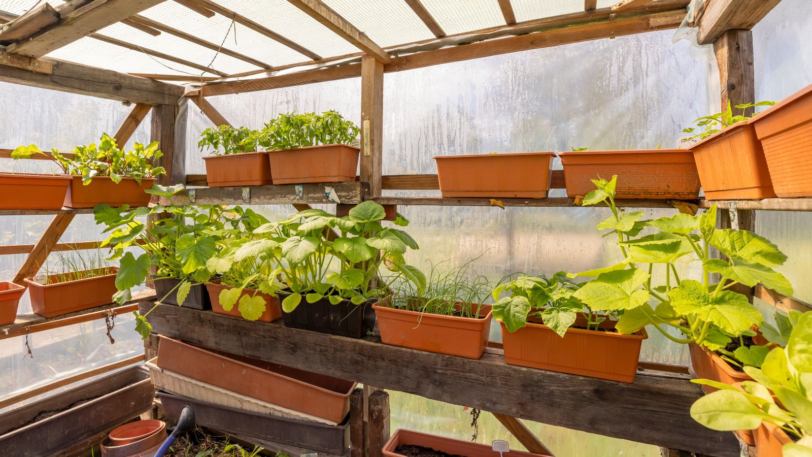 a close-up shot of a composition of several potted and developing seedlings, all placed in a greenhouse area outdoors