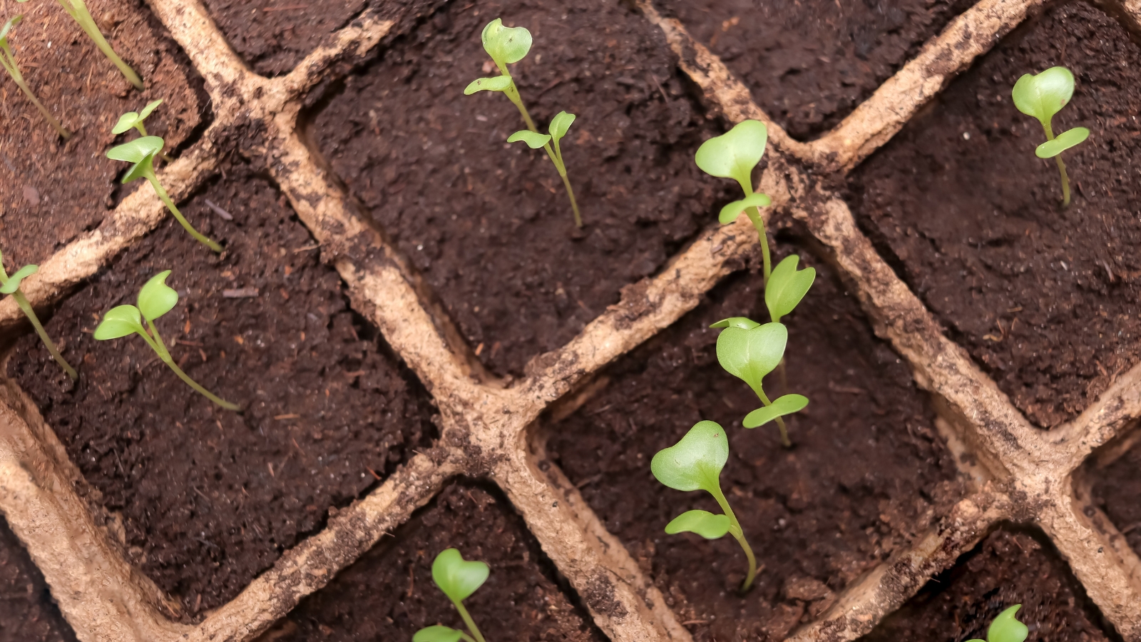 small brassica seedlings growing in brown soil within rectangular trays, all situated in a well lit area