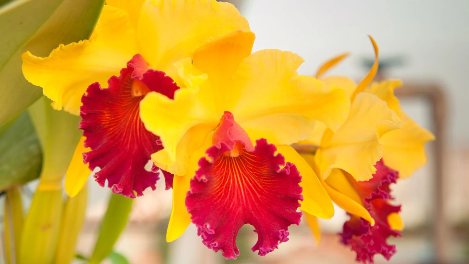 large blooms with ruffled petals in vibrant red and yellow emerge from sturdy, glossy leaves.