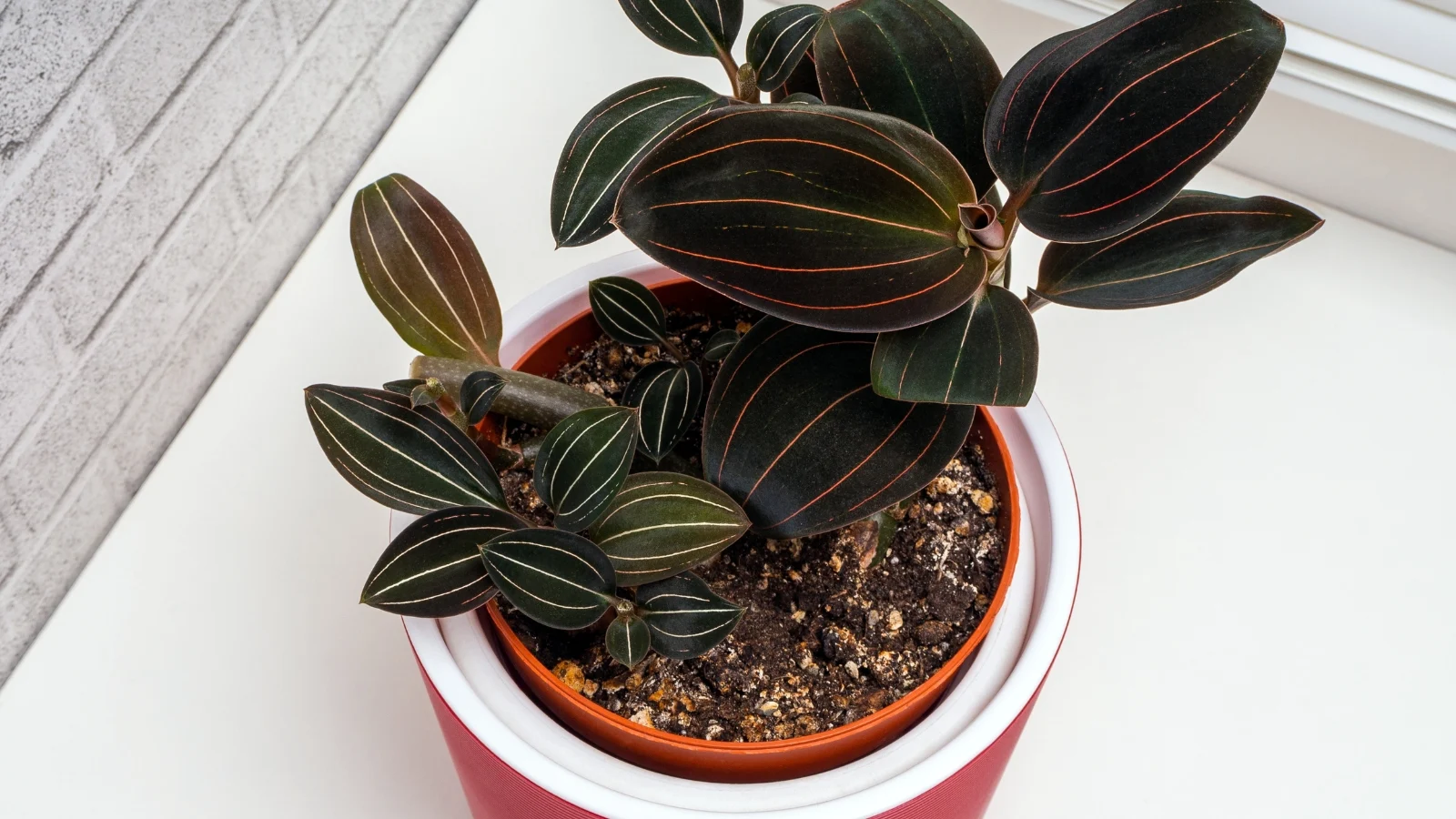 glossy, dark green leaves with a velvety texture form a compact rosette, displaying subtle reddish undertones along the edges in a red and white pot on the windowsill.