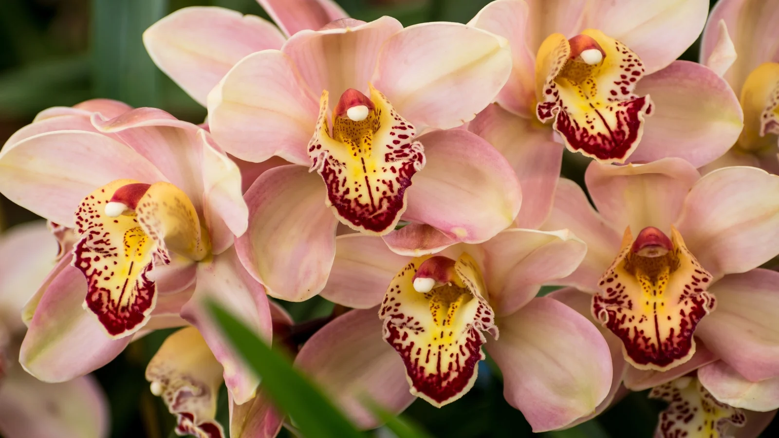 a bunch of light pink flowers with delicate, broad petals and a darker pink lip, arranged in a graceful arching spray.