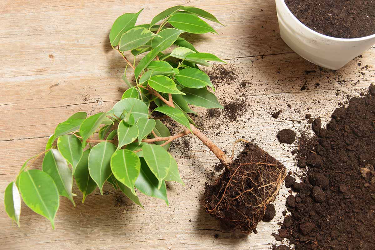 a close up horizontal image of a small weeping fig (ficus benjamina) that has been removed from its pot and set on a wooden surface.