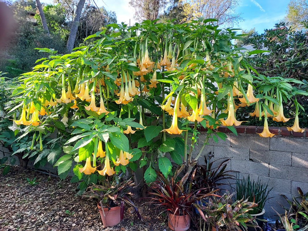 planting tomatoes - two techniques depending on soil 1 picture
