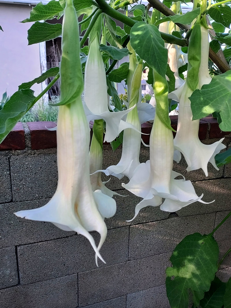 planting tomatoes - two techniques depending on soil 3 picture
