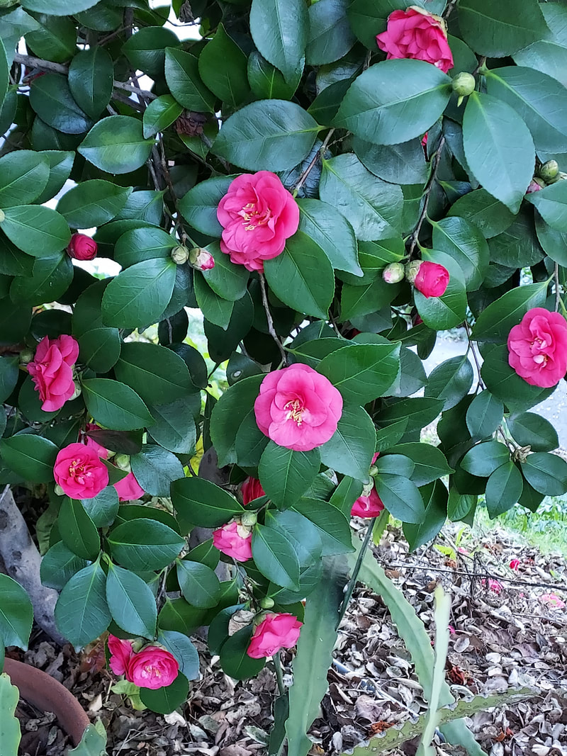 planting tomatoes - two techniques depending on soil 5 picture