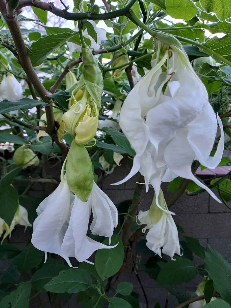 planting tomatoes - two techniques depending on soil 4 picture