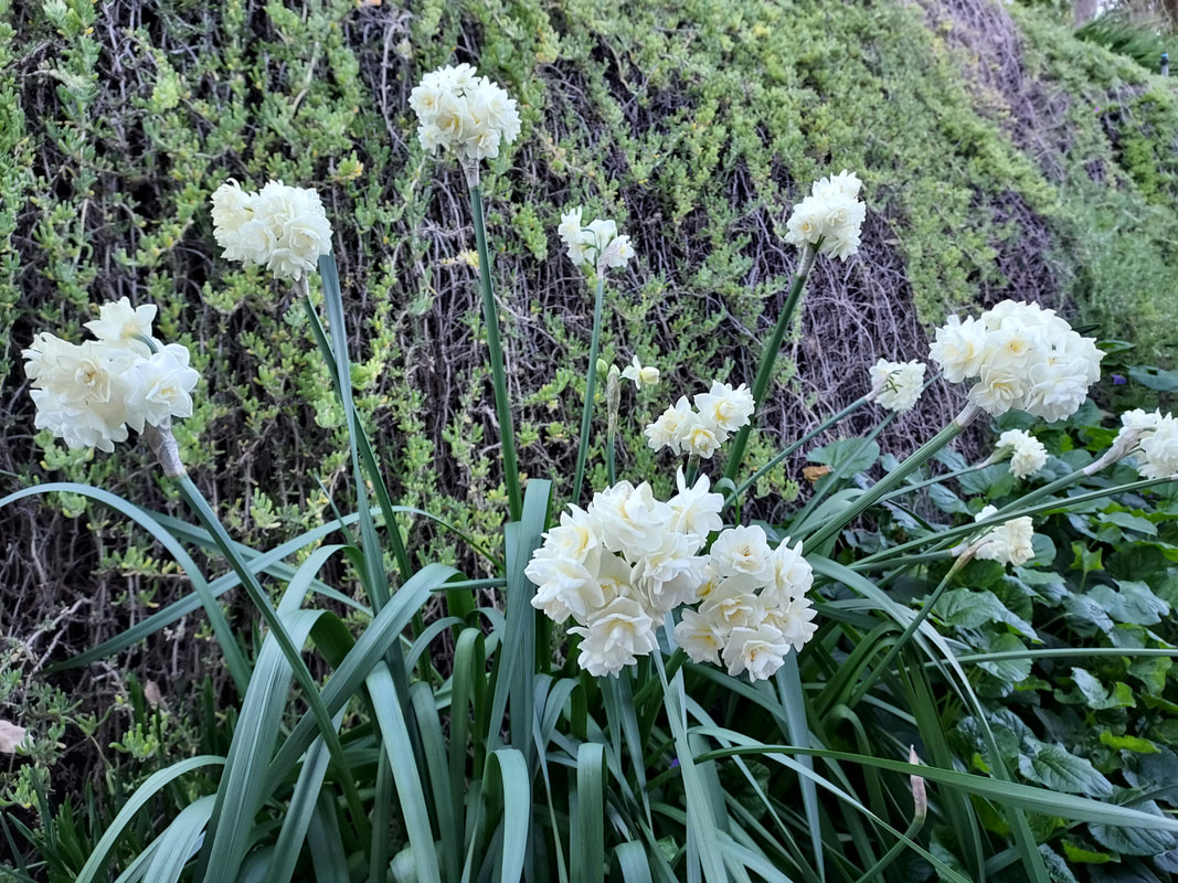 planting tomatoes - two techniques depending on soil 6 picture
