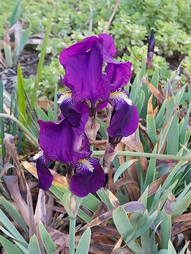 planting tomatoes - two techniques depending on soil 7 picture