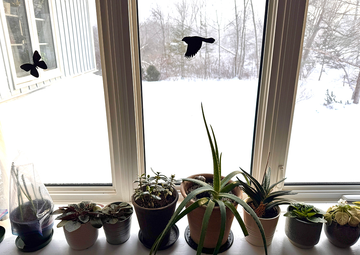 a row of small houseplants in front of a window with snow outside