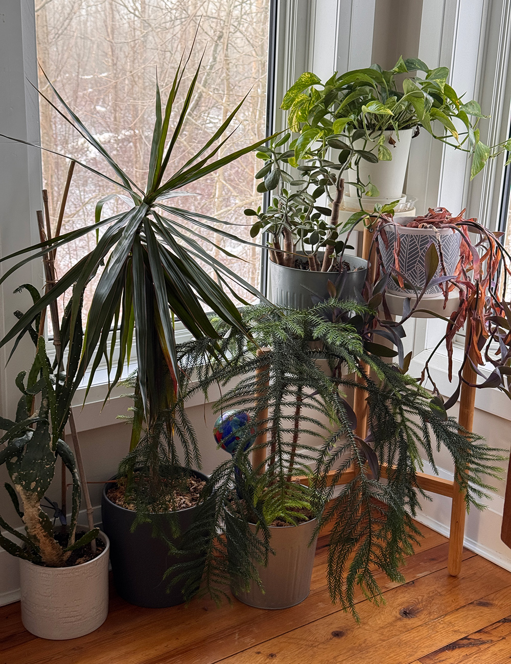 a group of large houseplants