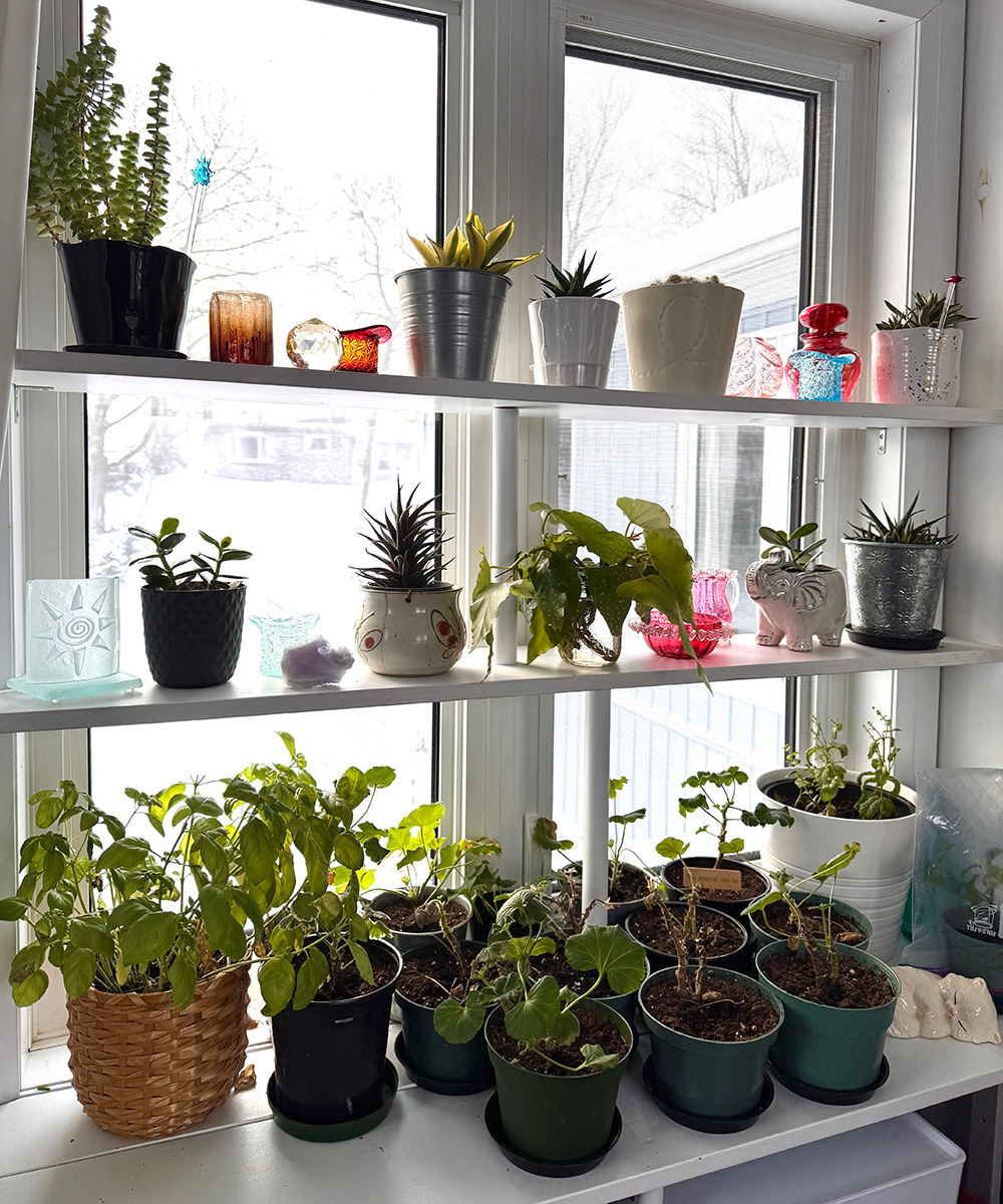 shelves of houseplants in front of window
