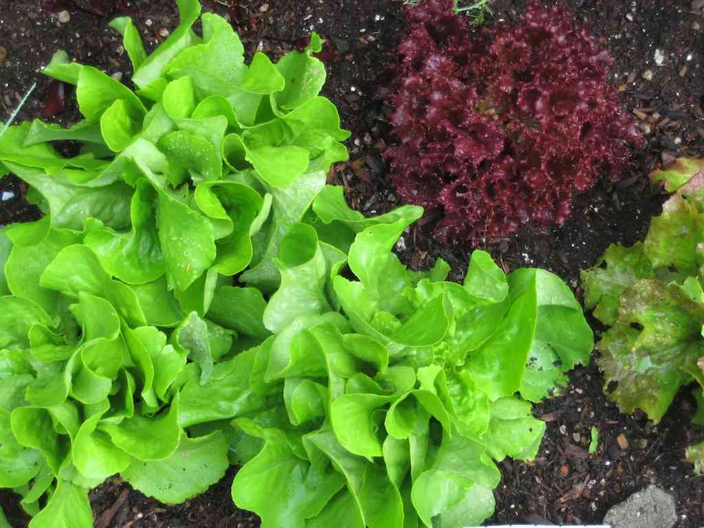 vegetables plant spring