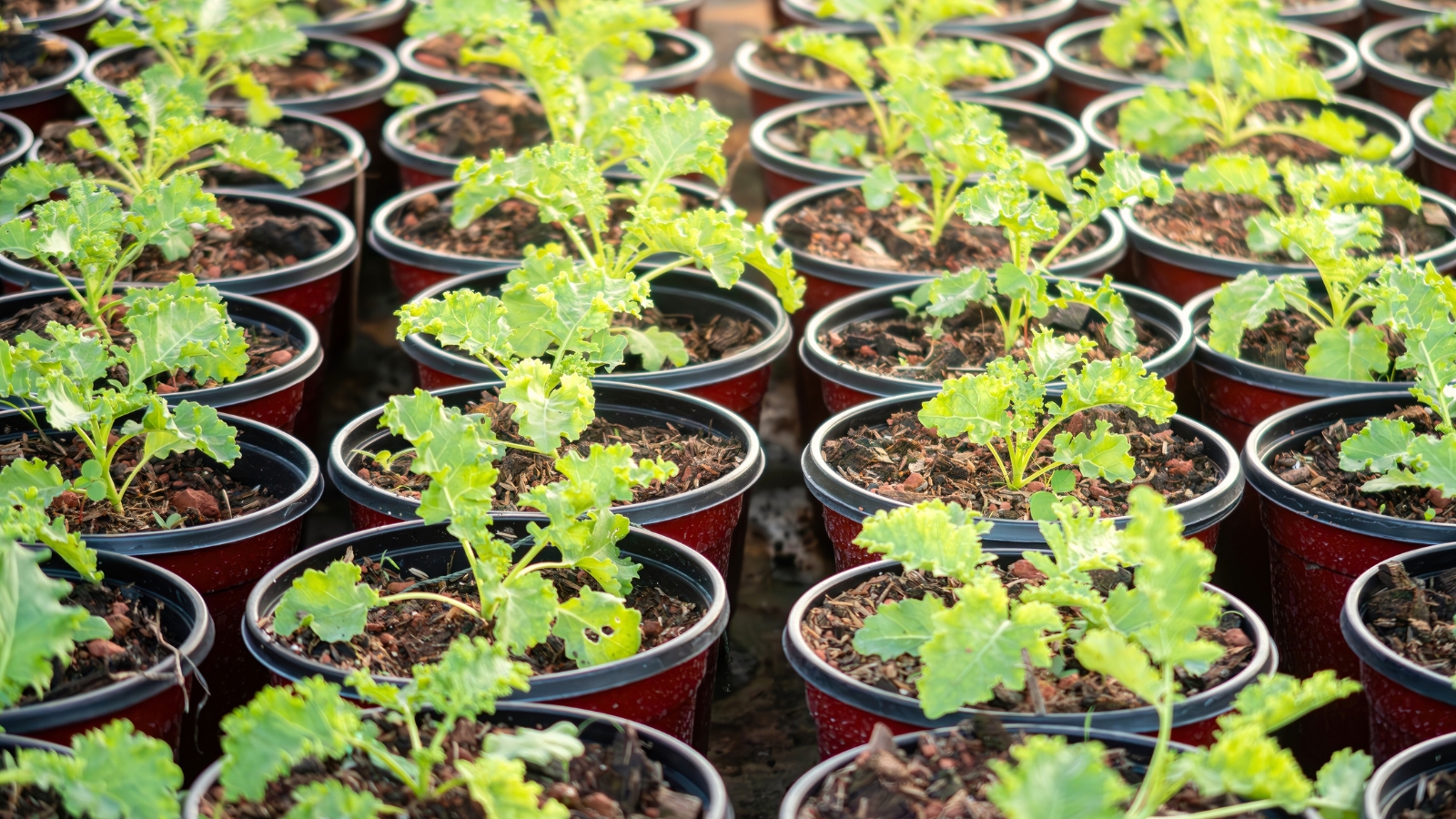 rows of potted kale seedlings with vibrant green, curly leaves emerging from the soil, in a garden nursery.
