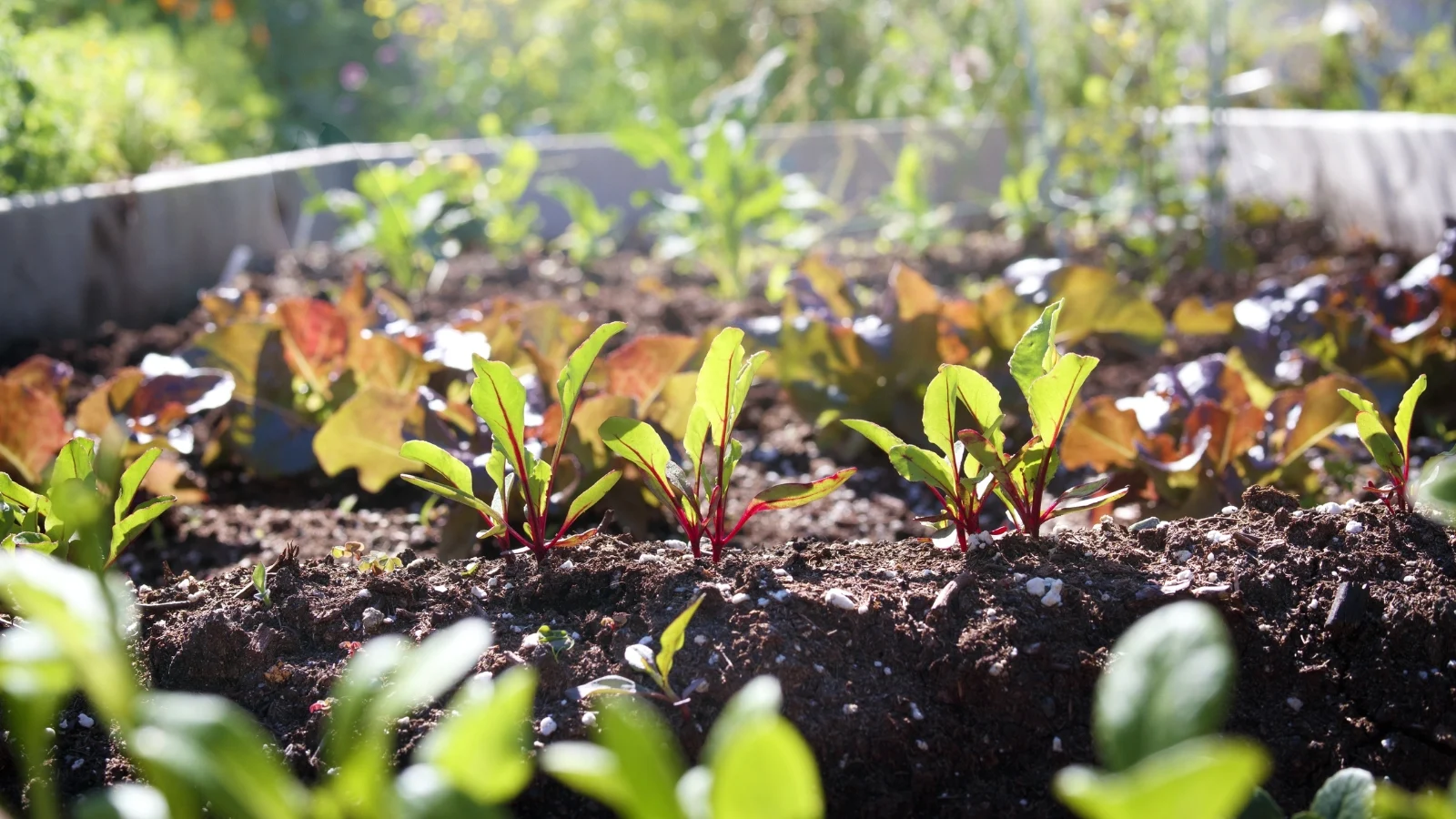 an image focused on beets among other crops planted in a raised bed appearing to have dark brown soil.