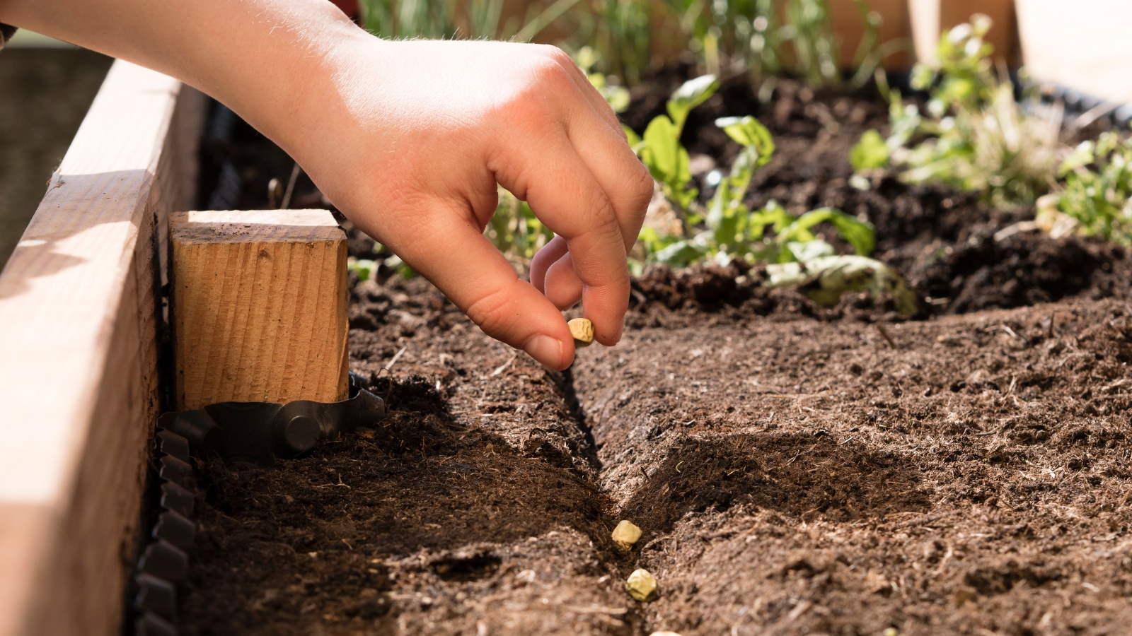 a close-up of a hand placing a single seed into rich, dark soil in a wooden bed.