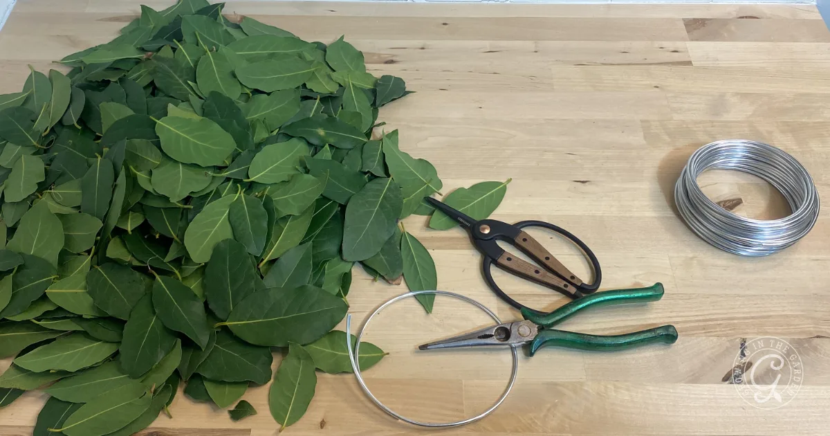 a pile of leaves and scissors—perfect tools for learning how to make a bay leaf wreath or crafting your own bay laurel wreath.