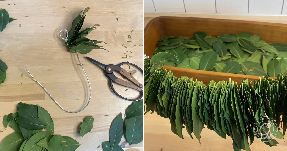 bay leaves are strung on wire next to scissors; above a wooden tray, more hang in a row—showing part of how to make a bay leaf wreath.