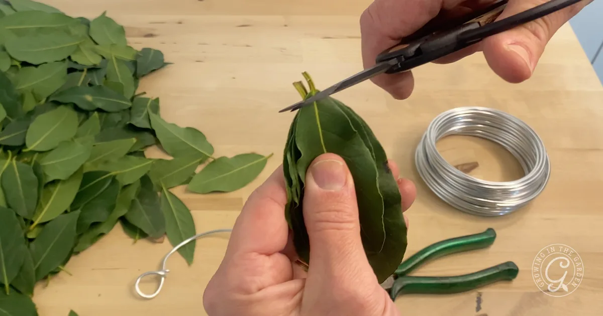 a person trims bay leaves with scissors, wire, and pliers on a wooden table—demonstrating how to make a bay laurel wreath.