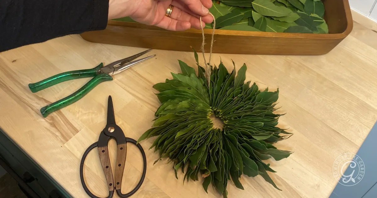 a hand holds twine above a wreath made of green leaves, with scissors and pliers on a wooden surface—perfect for illustrating how to make a bay laurel wreath.