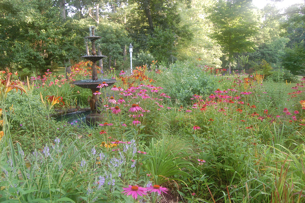 meadow garden in bloom
