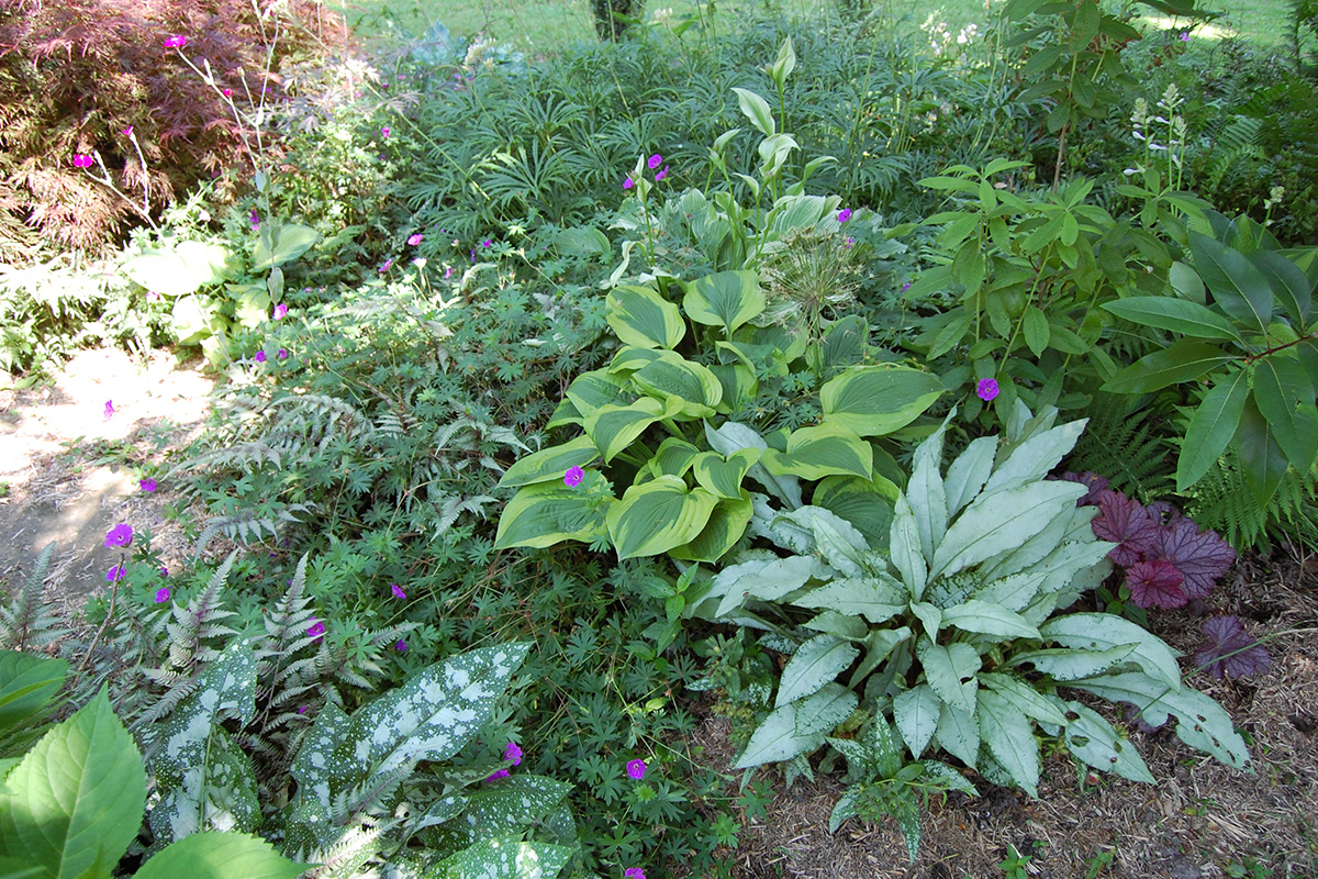 shade garden with various green foliage plants