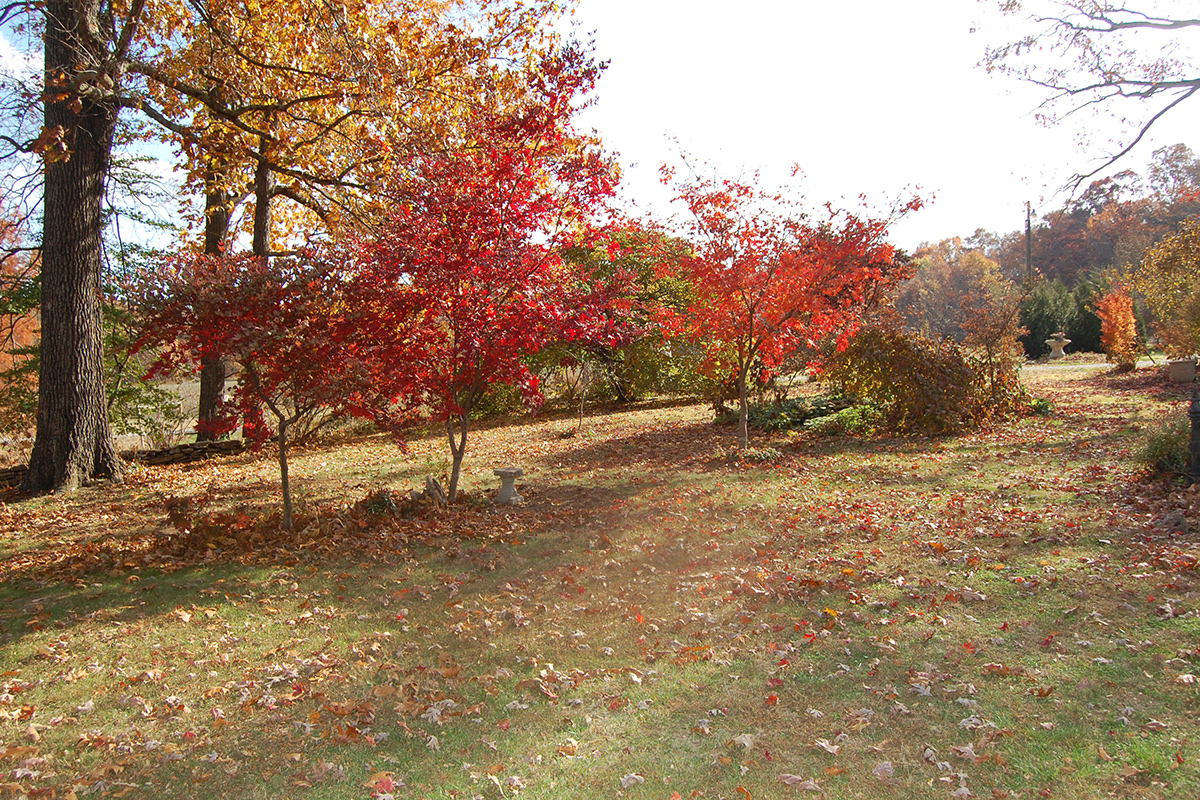 trees with fall color