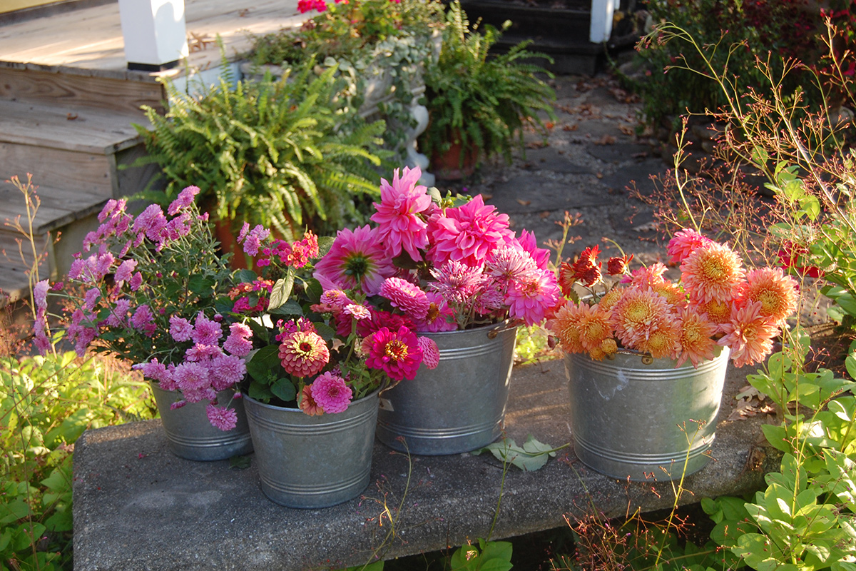buckets of freshly cut dahlias