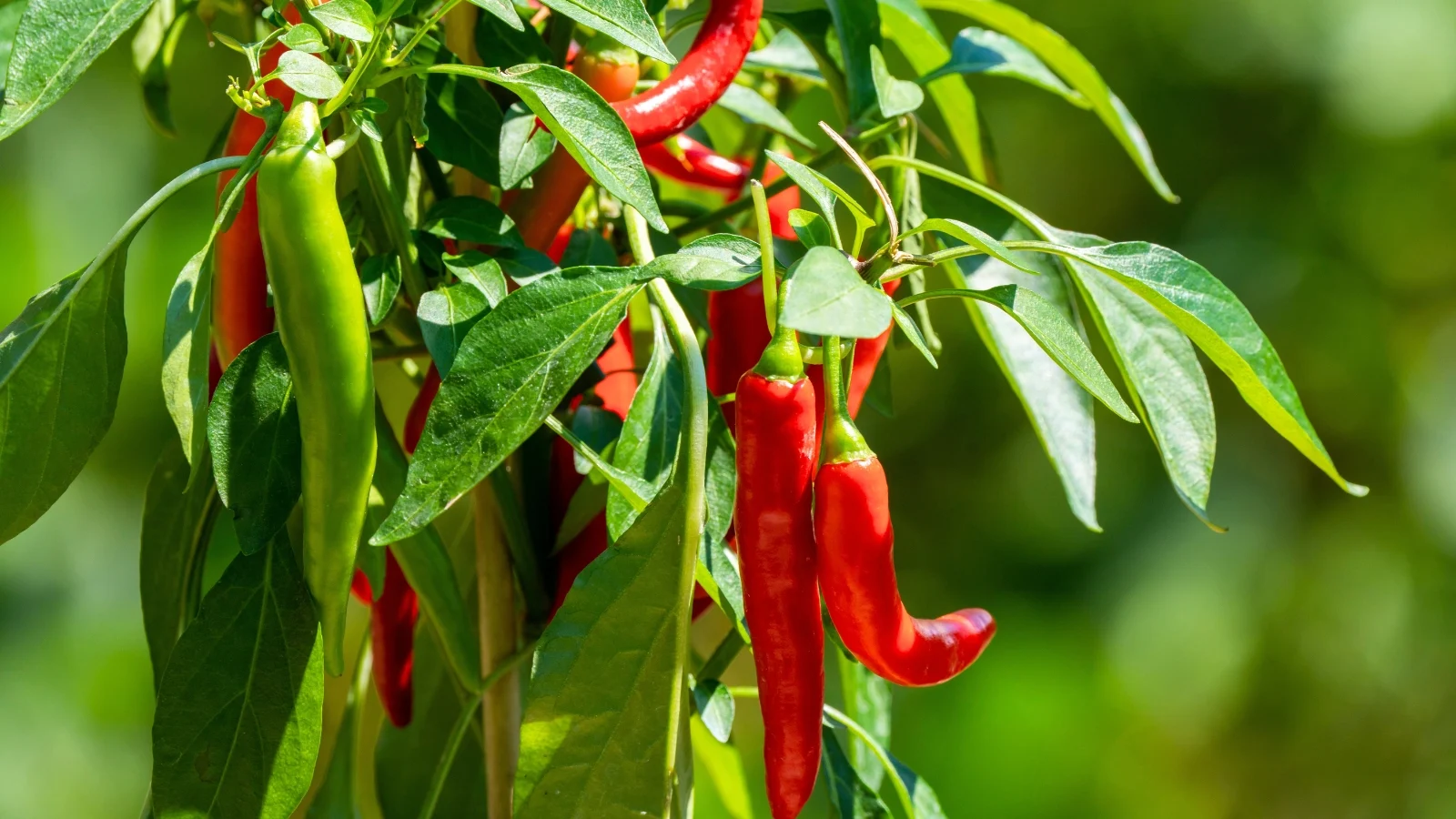 sturdy green stems support glossy, lance-shaped leaves with vibrant, small, elongated peppers that have slightly wrinkled bodies and glossy red skin hanging from the branches.