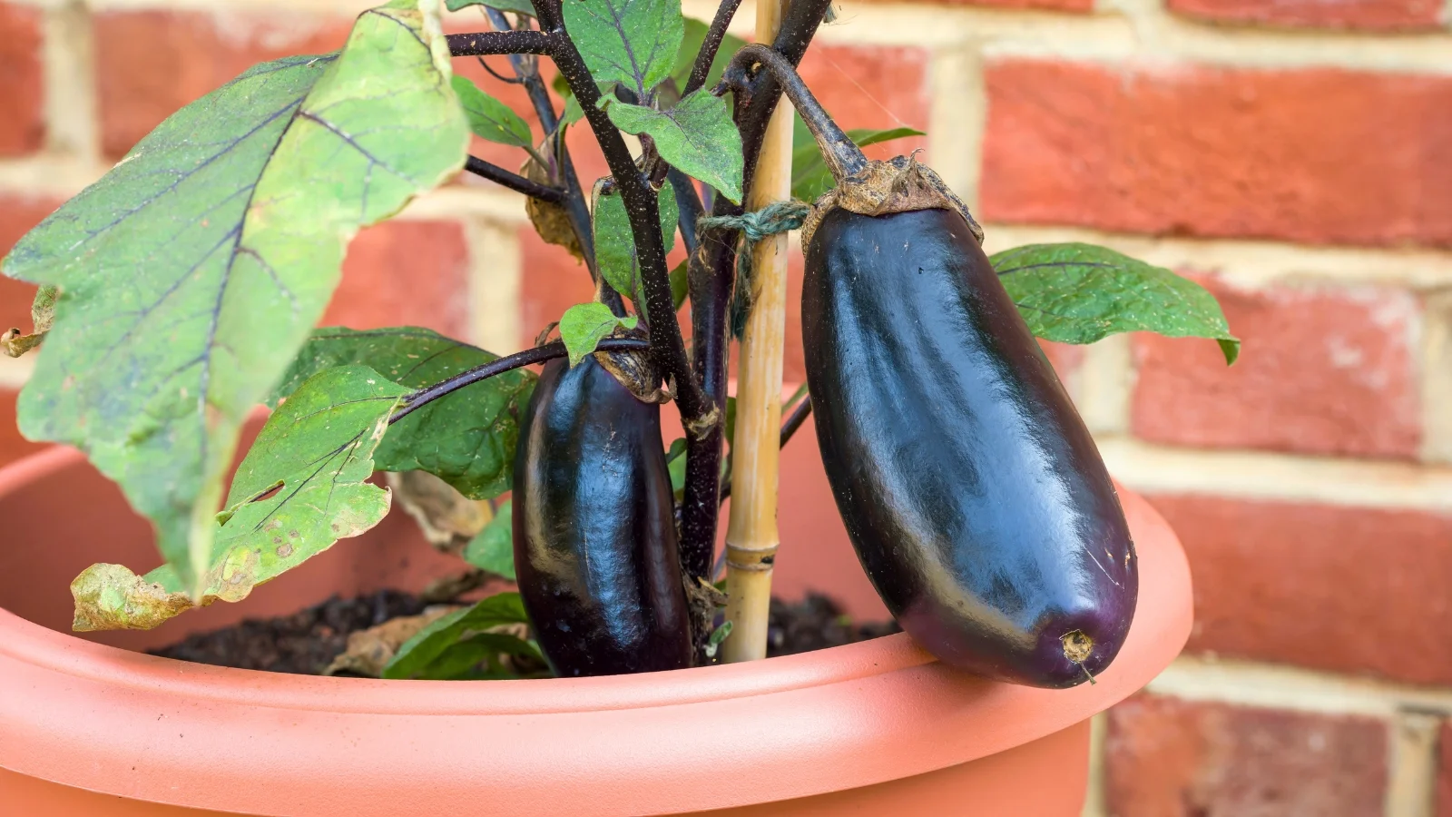 growing eggplants in pots and containers. a sturdy plant with thick, slightly fuzzy stems, broad green leaves with wavy edges, and glossy purple fruits hanging below in a large terracotta pot in the garden.