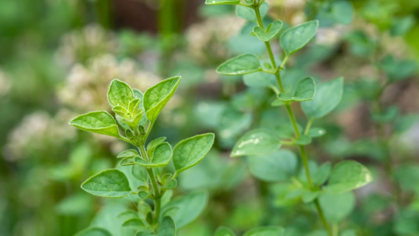 close-up of vertical thin stems covered with small oval, green leaves with a slightly fuzzy texture.