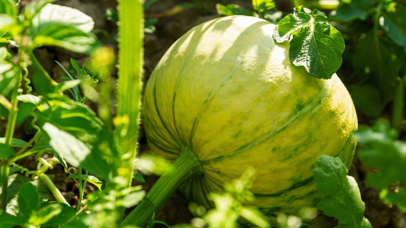 a close-up shot of a developing, unripe, green colored fruit called squash, situated in a well lit area outdoors