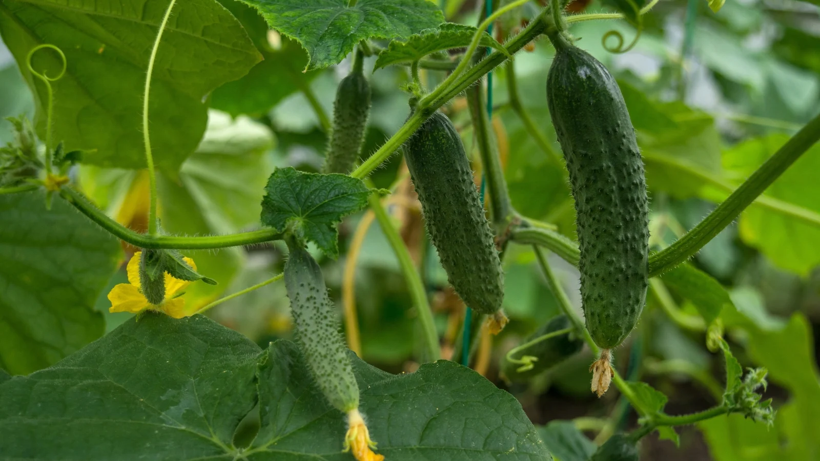 long, slender green fruits and yellow flowers dangle under broad, rough leaves with curling tendrils across the garden bed outdoors.