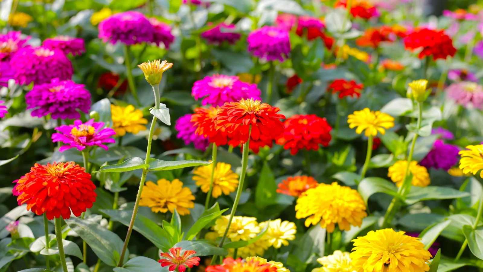 vibrant double zinnias in full bloom display densely layered petals in shades of red, orange, pink, yellow, and white above lush green foliage.