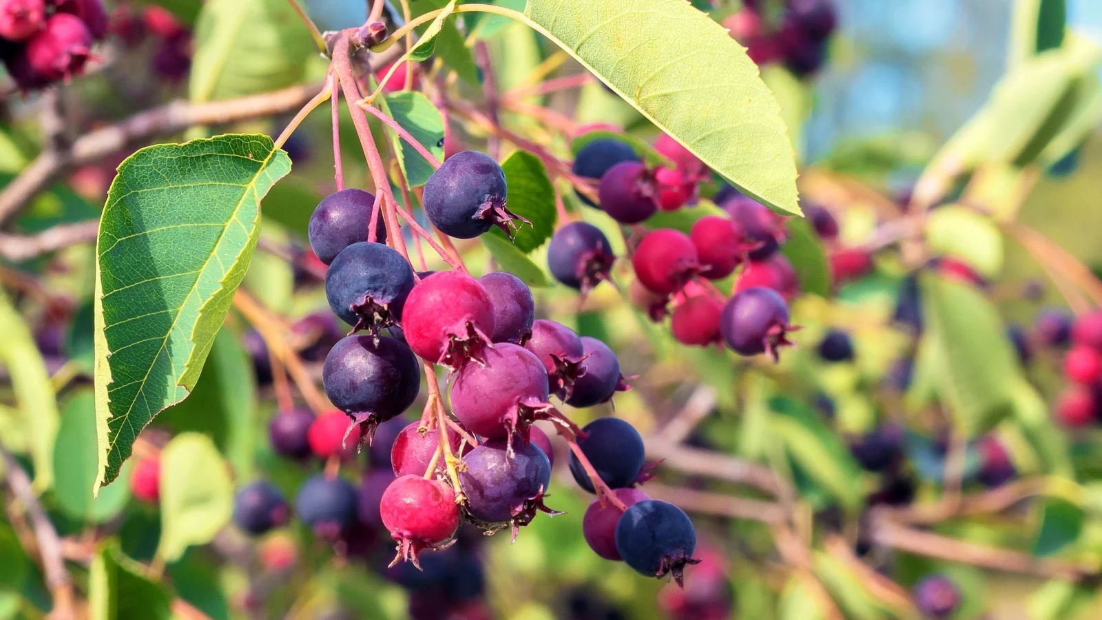 tiny dark purple berries grow in bunches among soft, oval leaves with a slight sheen.