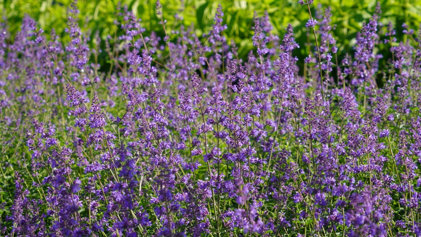 tall purple 'cat’s pajamas' catmint flowers showcasing their long, tall, slender stems and purple flowers, all situated in a well lit area outdoors