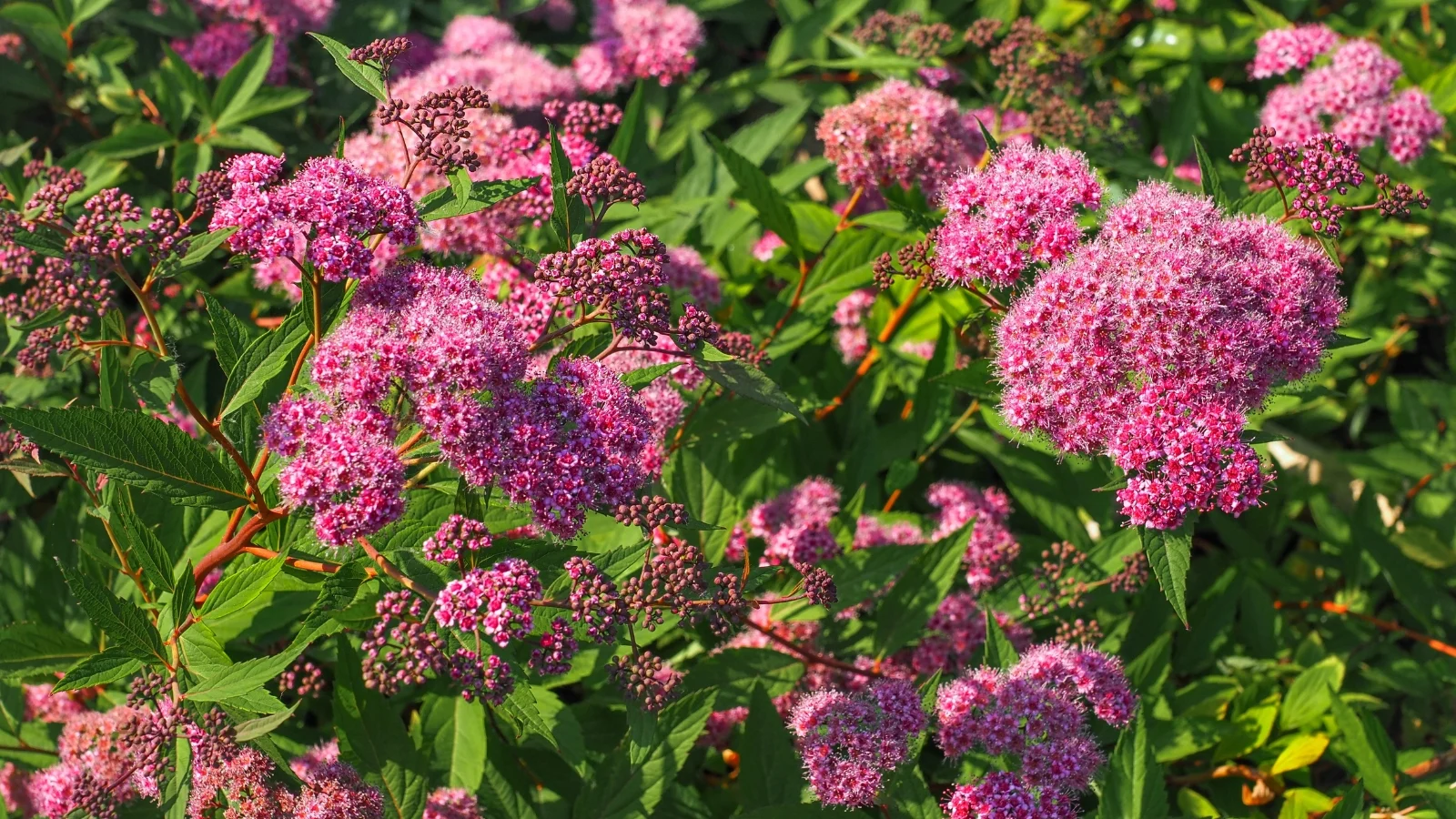a rounded shrub covered in clusters of small, vibrant pink flowers with green, serrated leaves along arching stems.