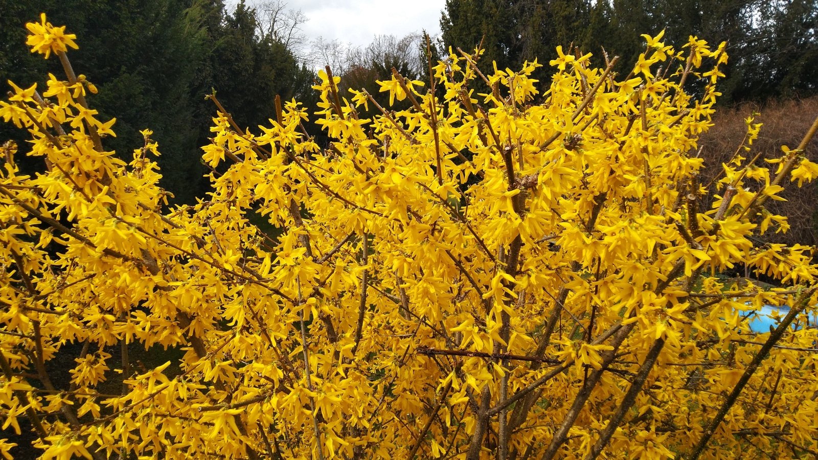 bright yellow blossoms on long, arching green stems with no visible leaves.