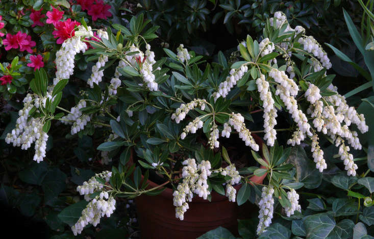photograph of pieris japonica ‘temple bells’ is by james gaither via flickr.