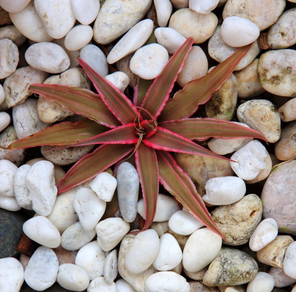 cryptanthus bivittatus planted in white rock - one of the best plants for your terrarium