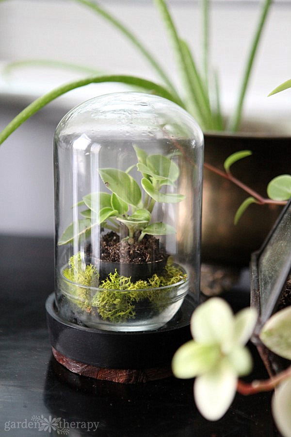 The Best Terrarium Plants for Stunning Displays