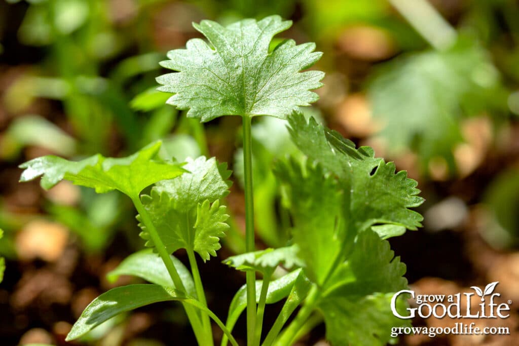 close-up of a young cilantro plant growing in garden soil.