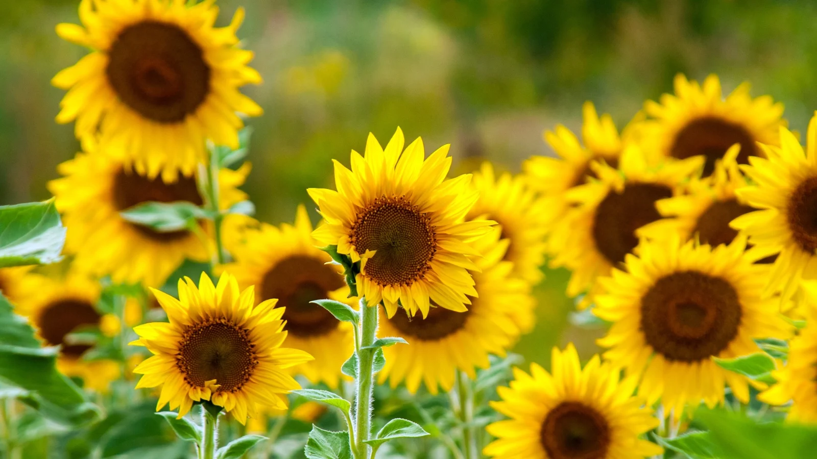 a close-up shot of a composition of large sunflowers on sturdy stems reaching towards the sky. the yellow petals encircle large brown centers