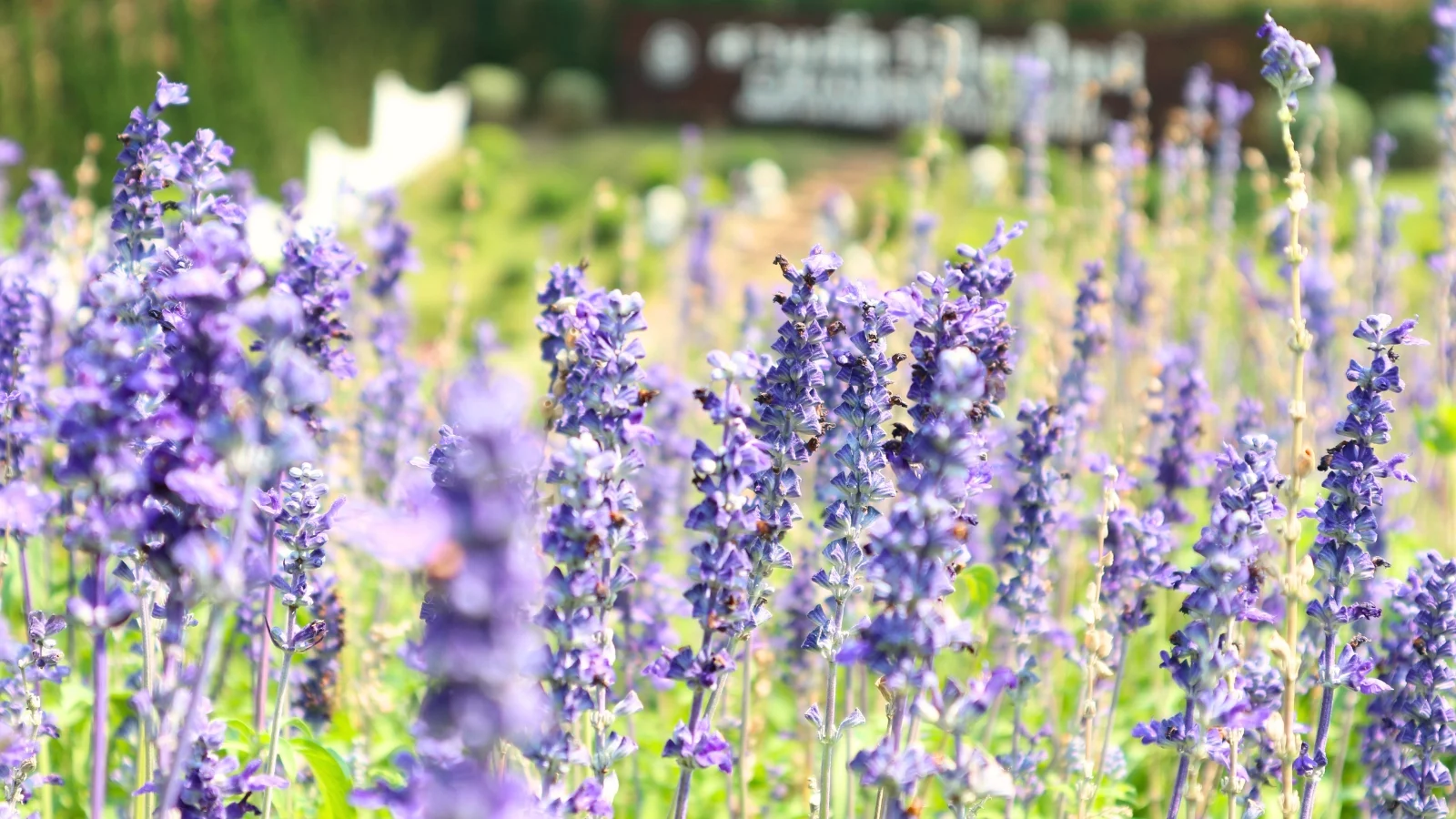 deep purple-blue spiked flowers rise in vertical clusters from square stems with narrow, lance-shaped, slightly toothed leaves.