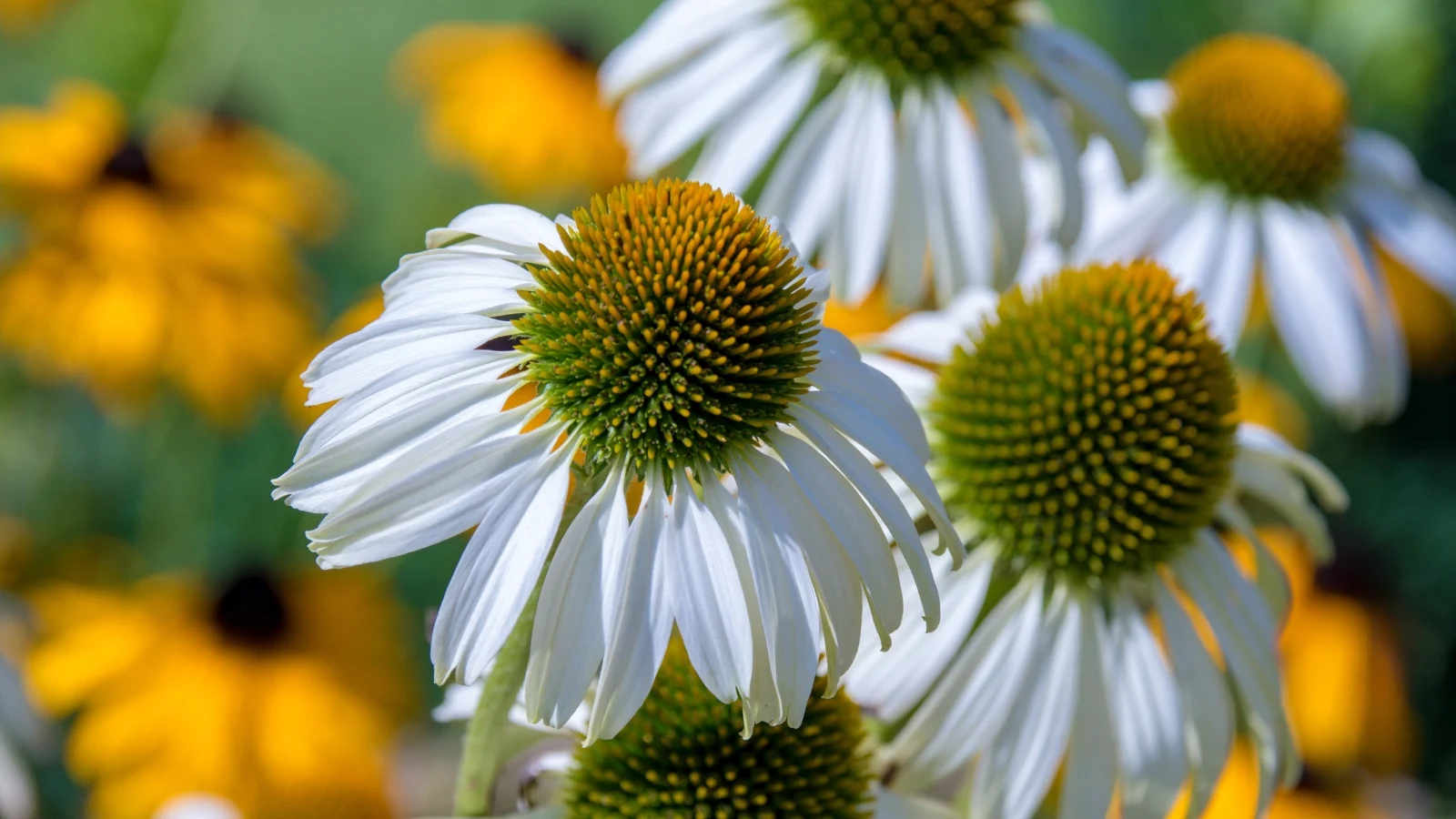 large, daisy-like flowers with pure white petals and a prominent orange-brown center are set against a backdrop of dark green, lance-shaped leaves.